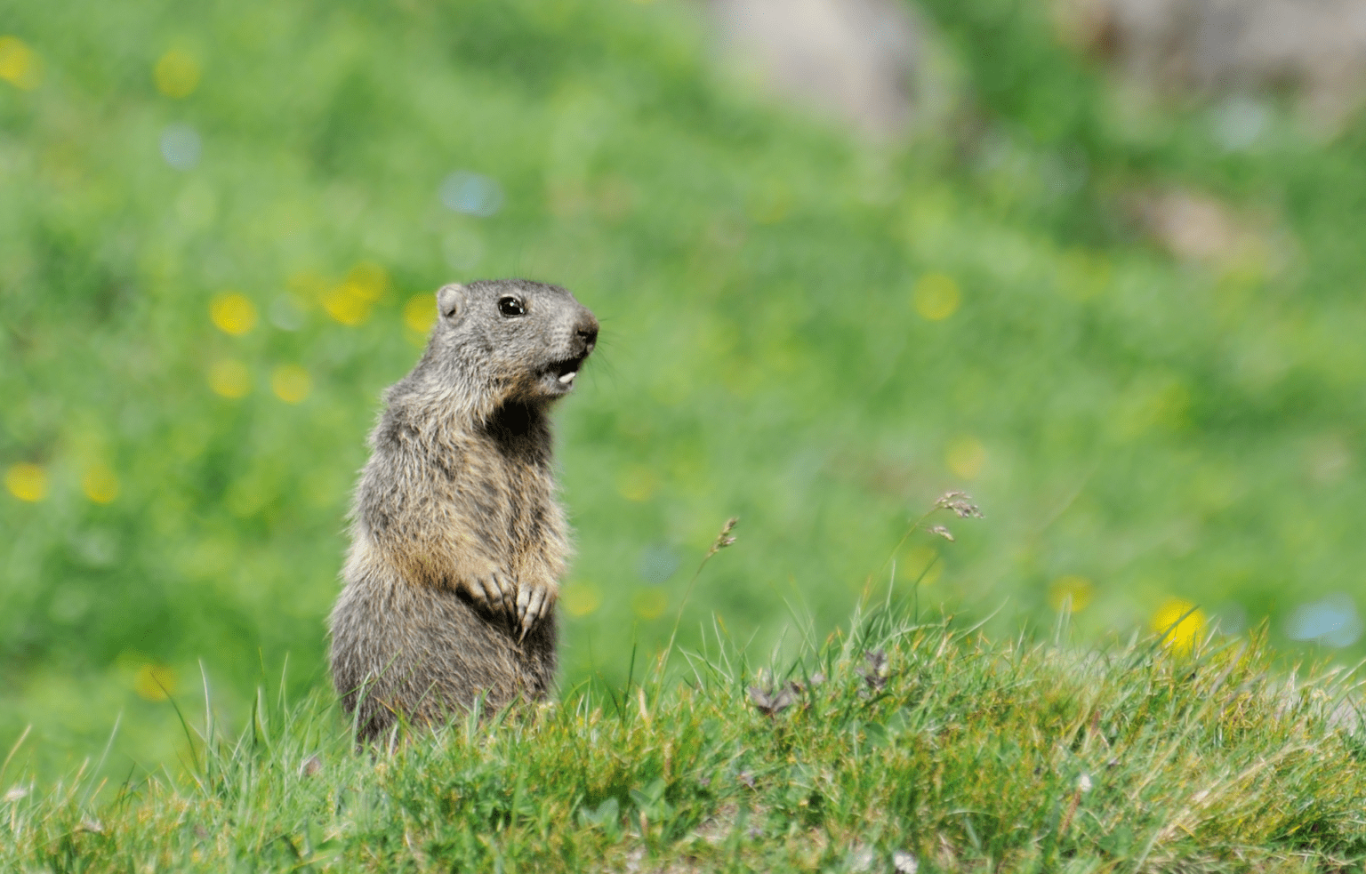 ways to celebrate groundhog day